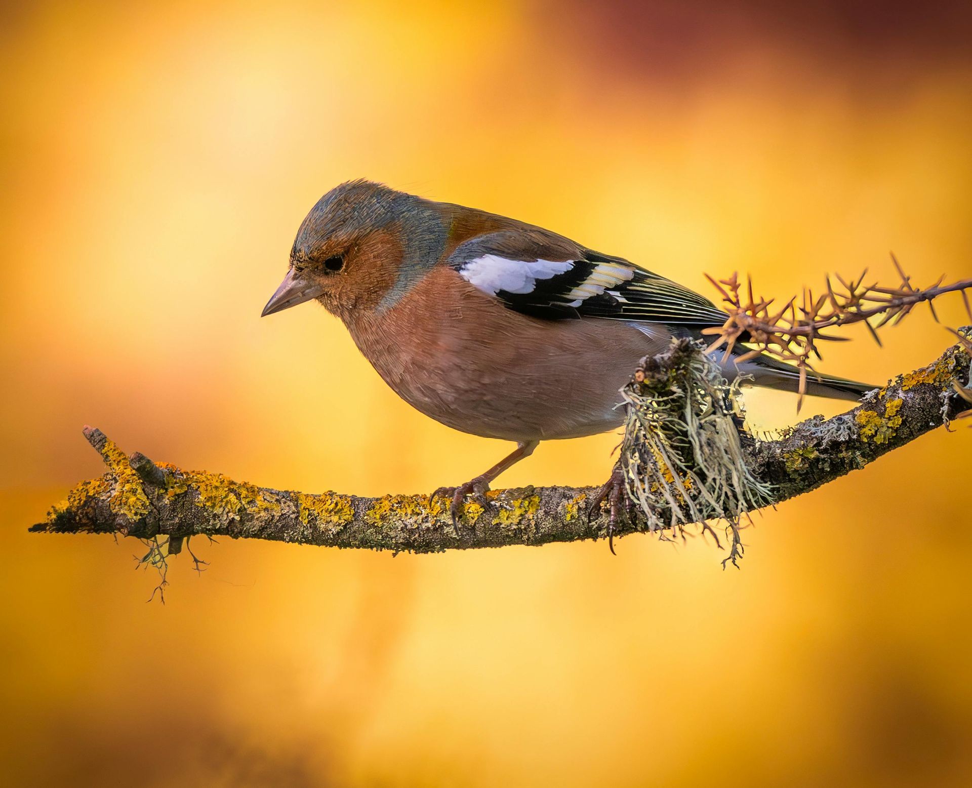A small bird with orange, brown, and white feathers perches on a lichen-covered branch.