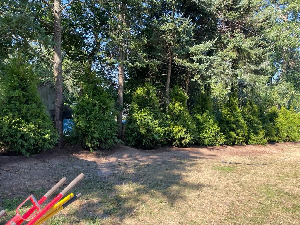 Wooded yard with trees and shrubs; colorful shovel handles in the lower left foreground