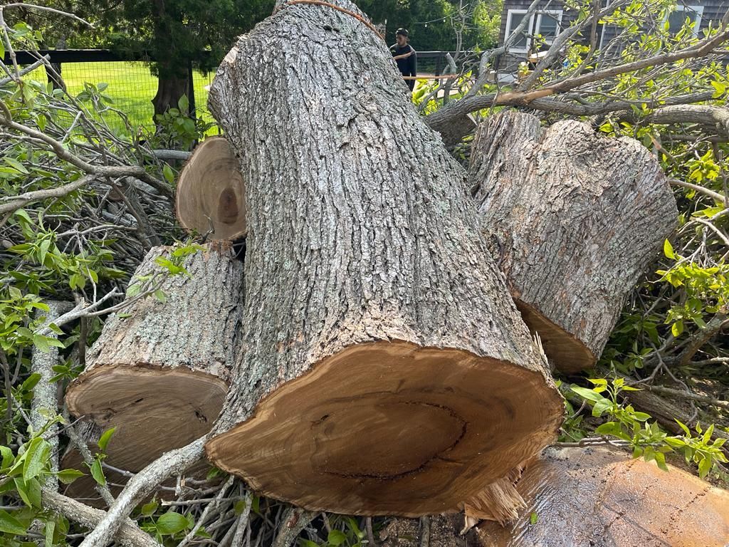 Freshly cut logs and tree trunk sections piled in a wooded yard