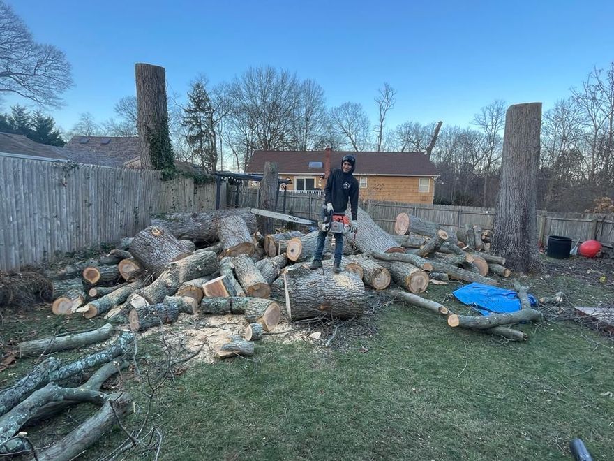 Person standing on a large pile of cut logs in a yard with stone pillars and a fence behind.
