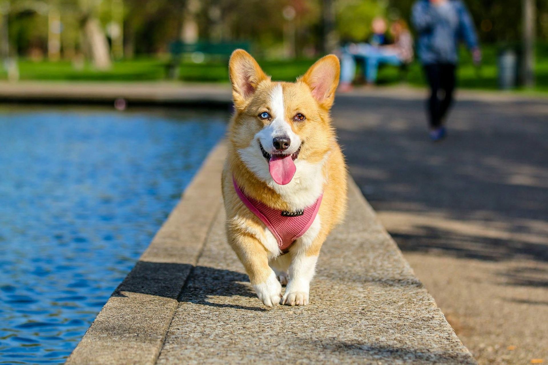 Corgi dog with a pink harness, walking on a ledge by water; park setting with people in background.