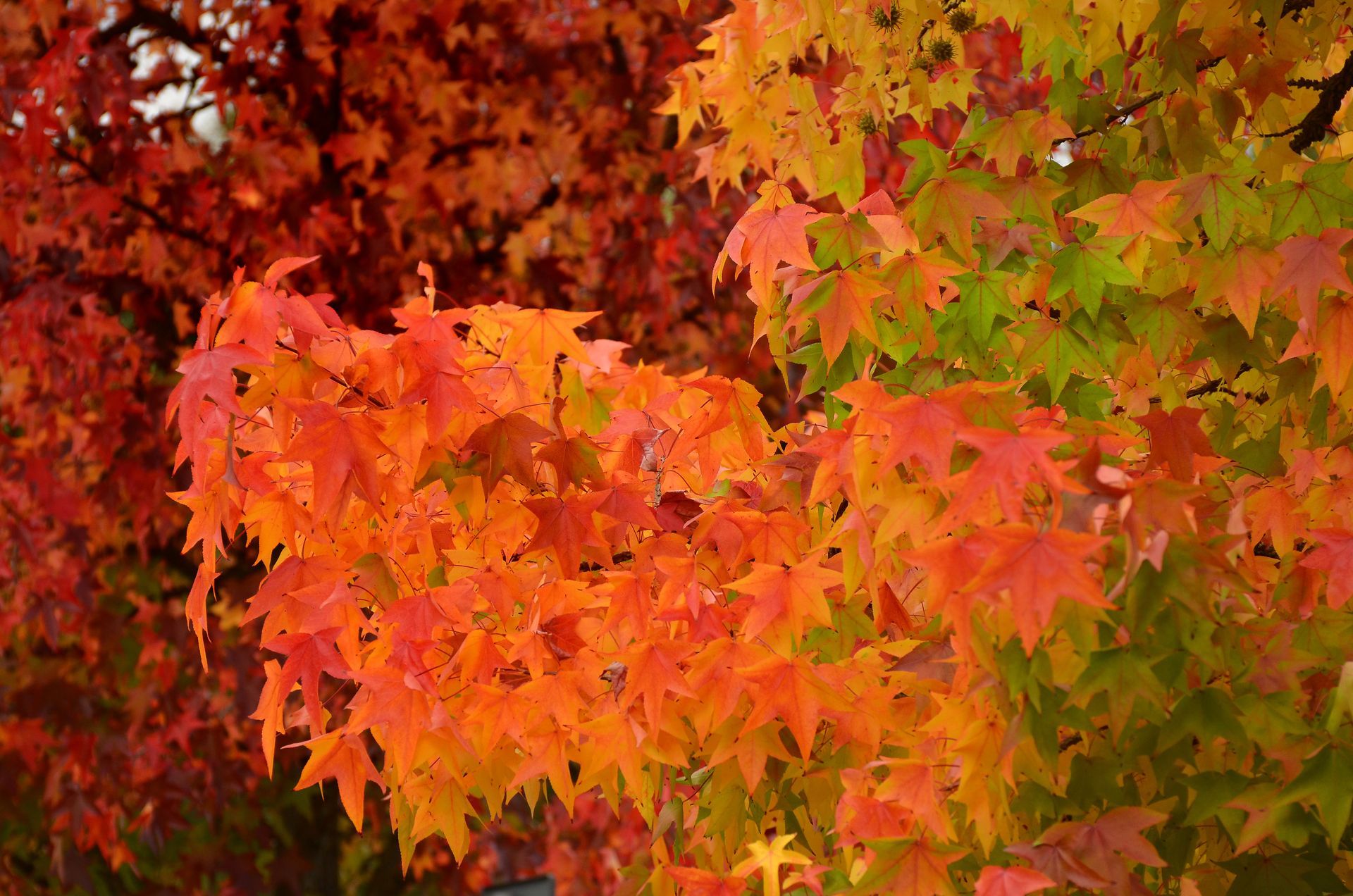 A close up of a tree with red , yellow and green leaves.