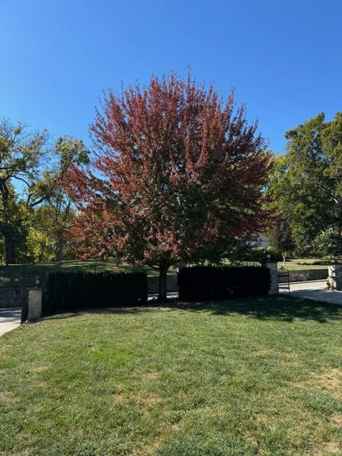 A tree with red leaves is in the middle of a lush green field.