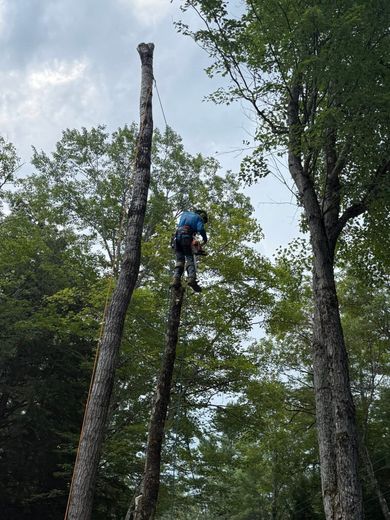 Arborist in safety gear cutting top of tree with chainsaw in a forest.