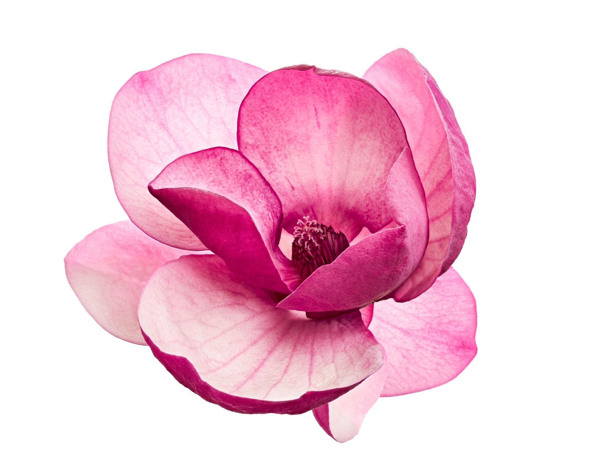 Pink magnolia flower with petals of varying shades.