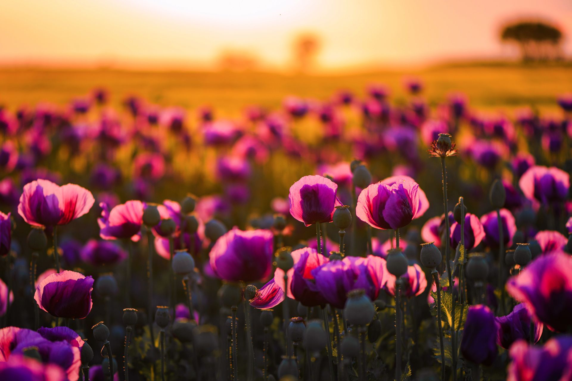 Field of purple poppies backlit by golden sunset.