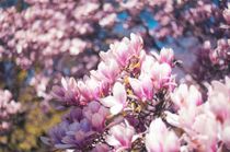 Pink and white magnolia blossoms in soft spring sunlight, with a blurred flowering background