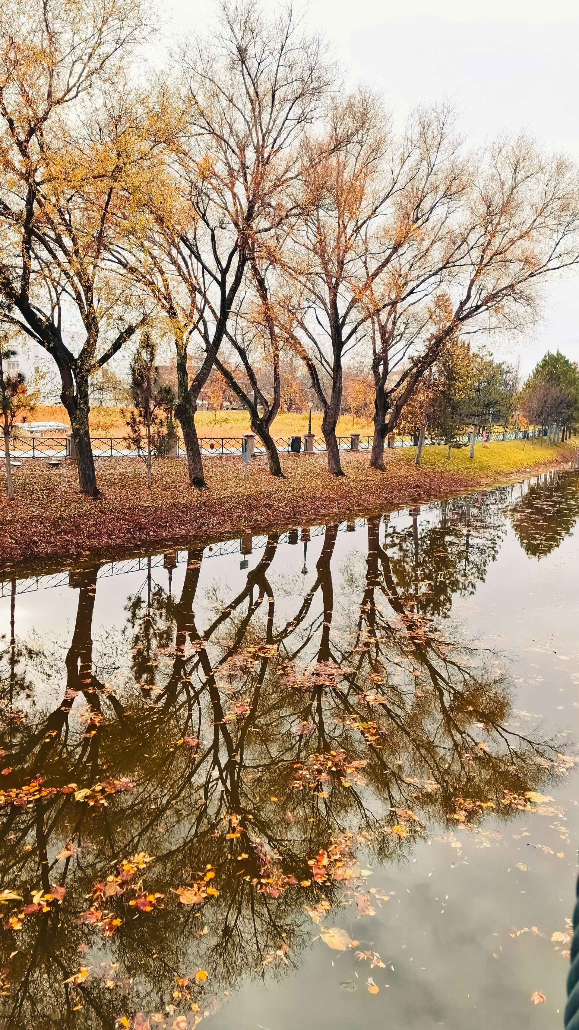 Trees with yellow leaves reflected in calm water.