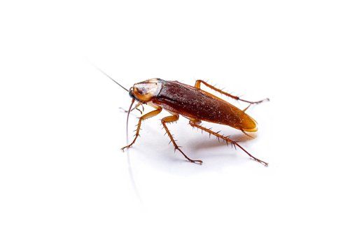 Exterminator — Cockroach in Florence, OR