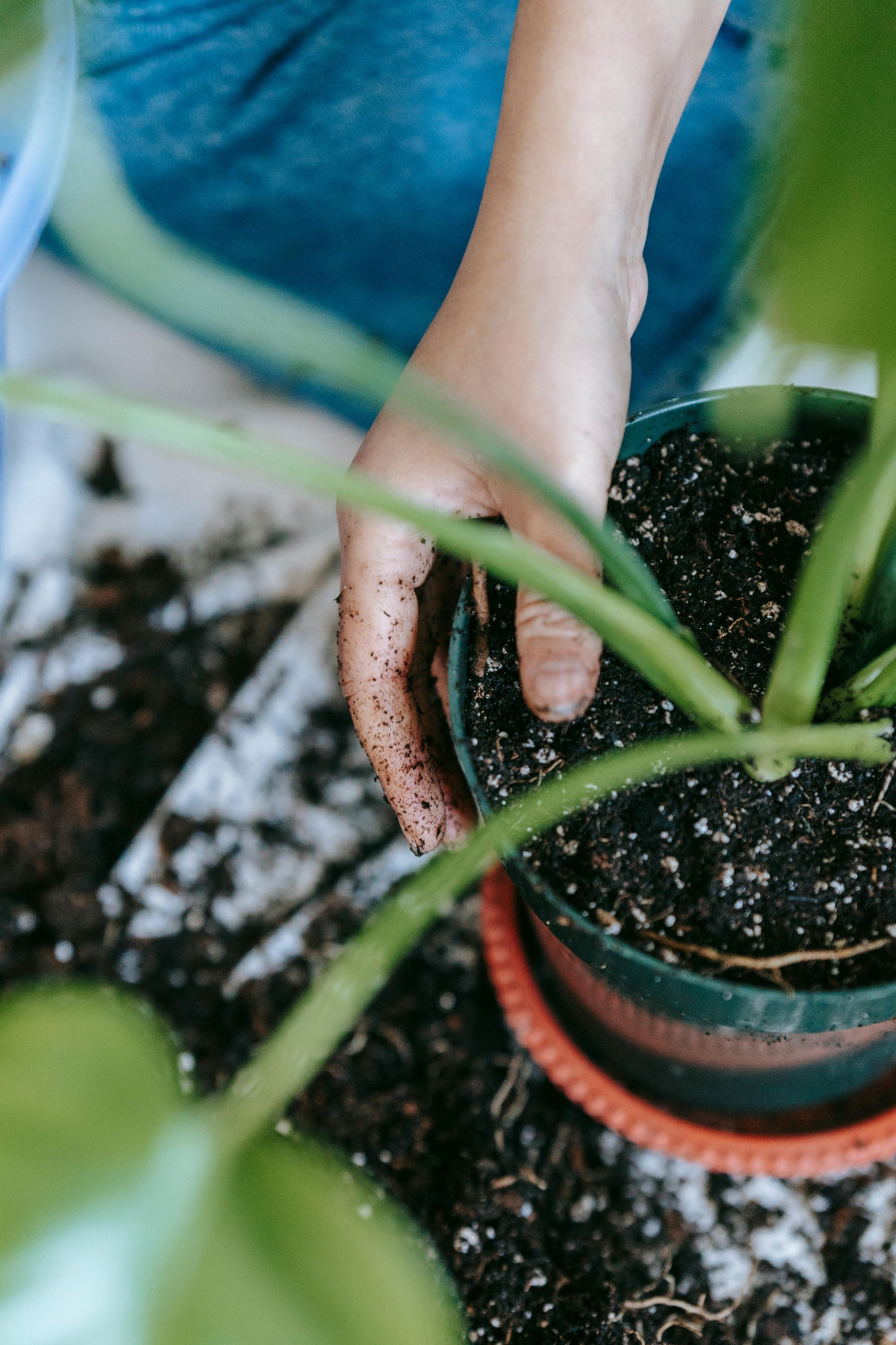 Person's hand planting a plant in dark soil inside a green pot.