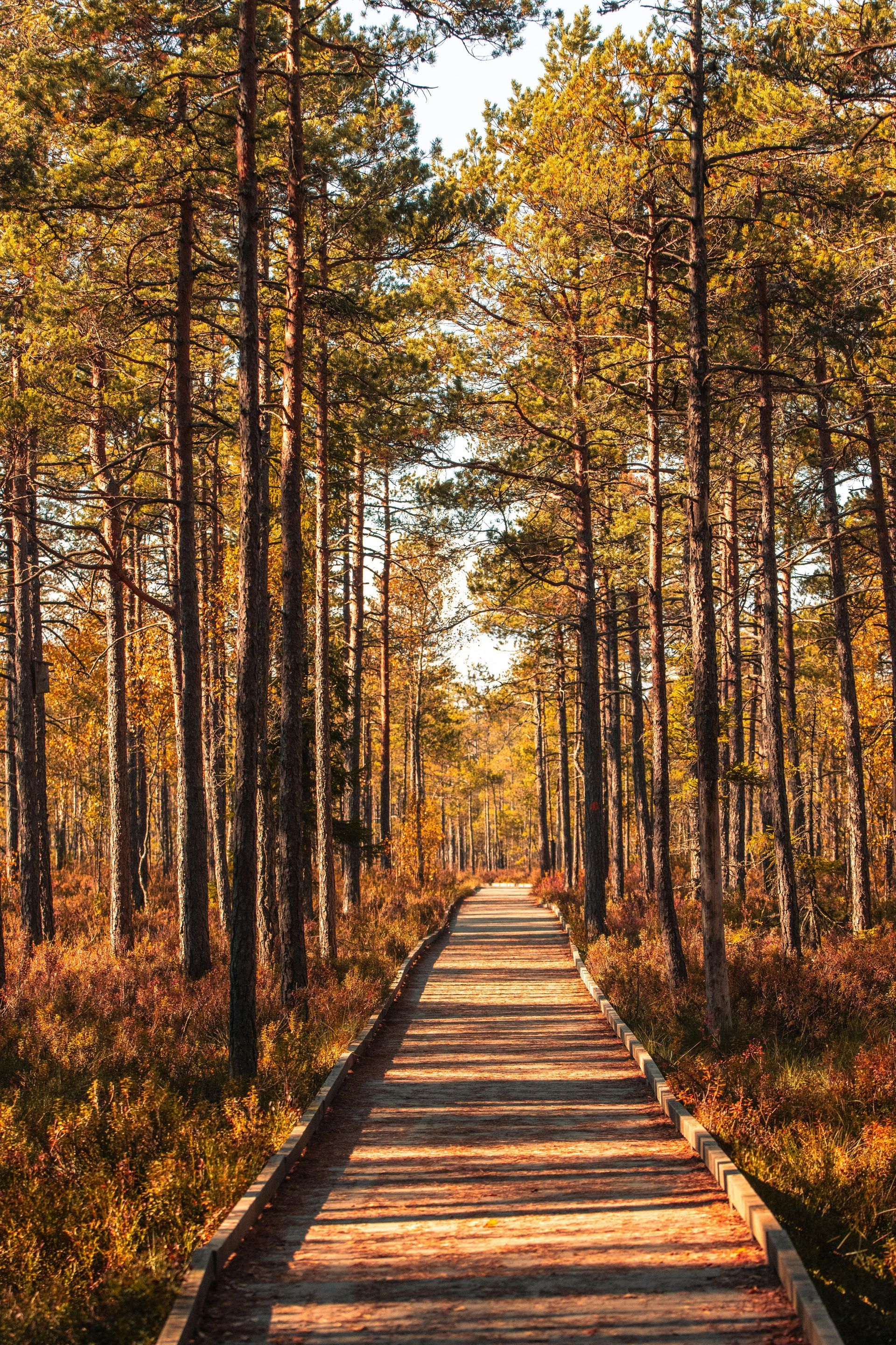 Wooden boardwalk path through a forest of tall, golden-hued trees.