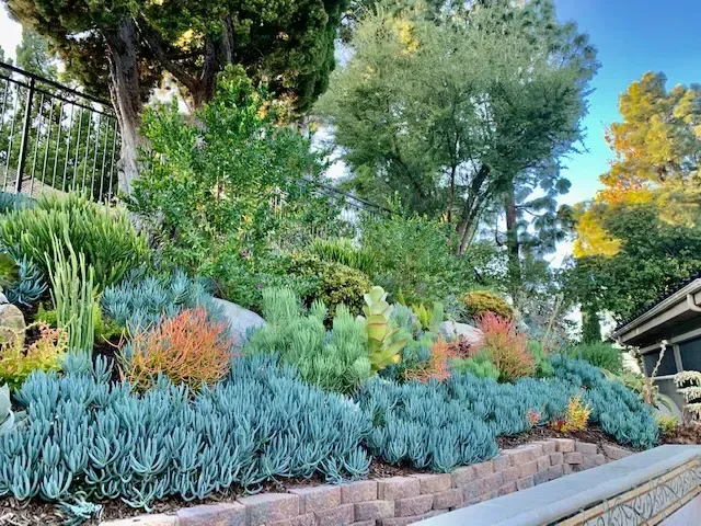 A colorful hillside garden featuring various succulents and small trees.
