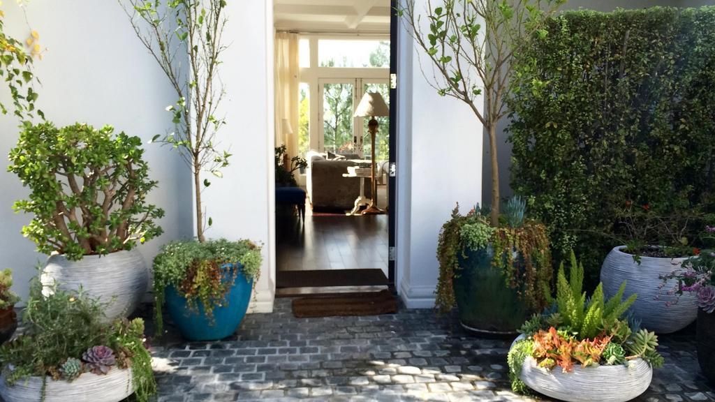 White orchid plant in a white bow.