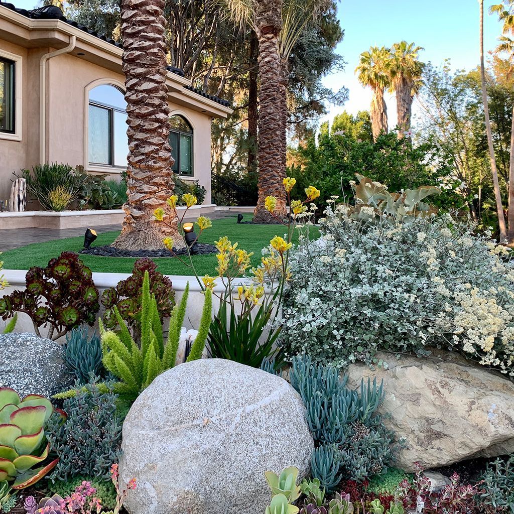 Front yard landscaping with a variety of succulents, boulders, palm trees, and a tan house.