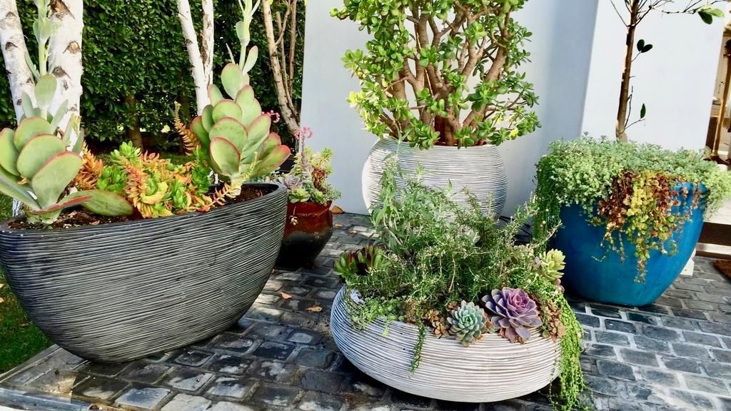 A white potted plant.