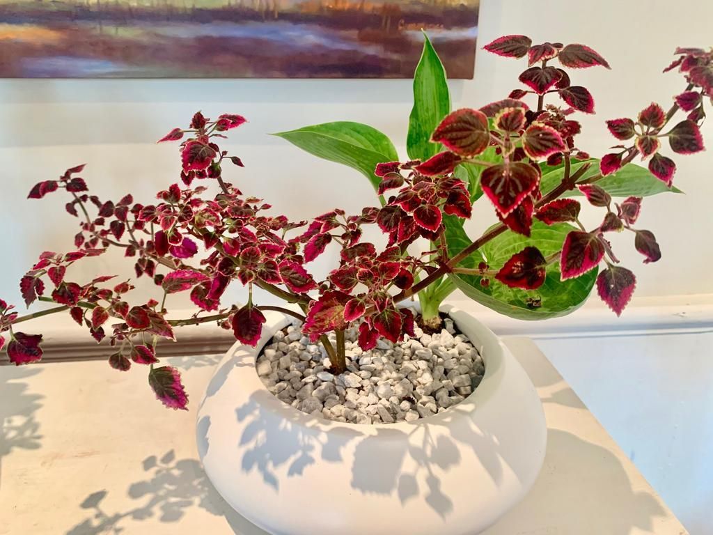 White orchid plant in a white bow.