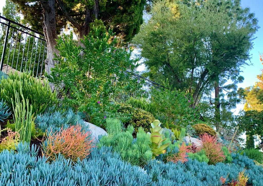 A well-landscaped garden with diverse plants.