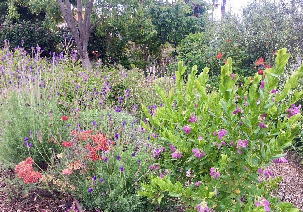 Exterior with palm trees, various greenery, stone wall, and draped archway.