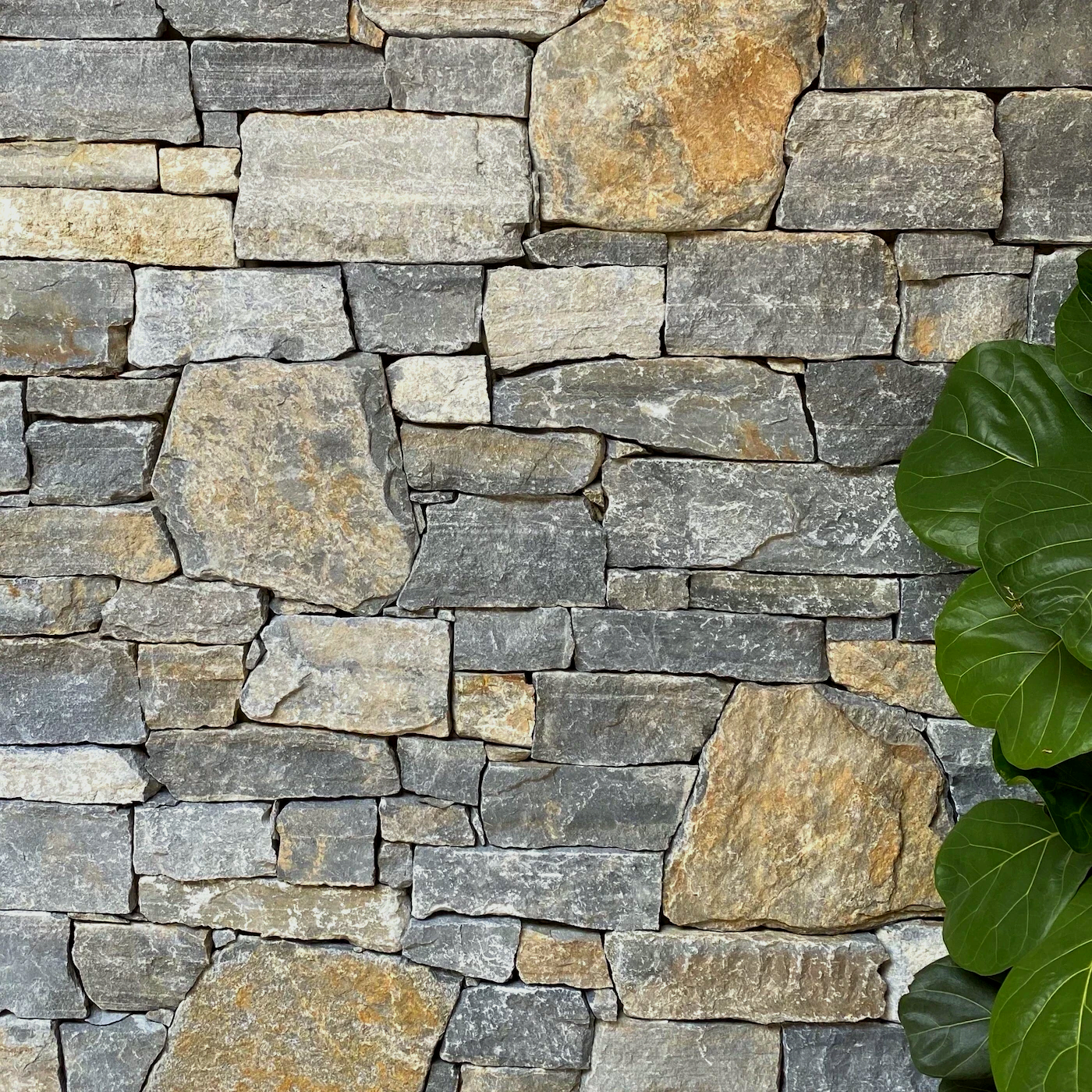 A close up of a stone wall with a plant in the background.