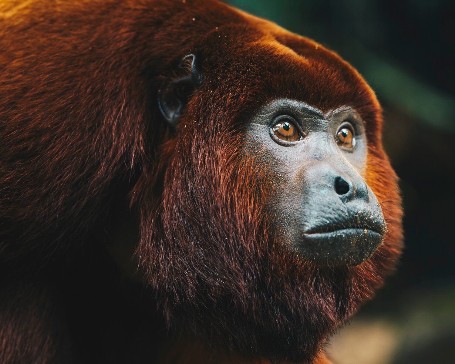 Red howler monkey Merazonia