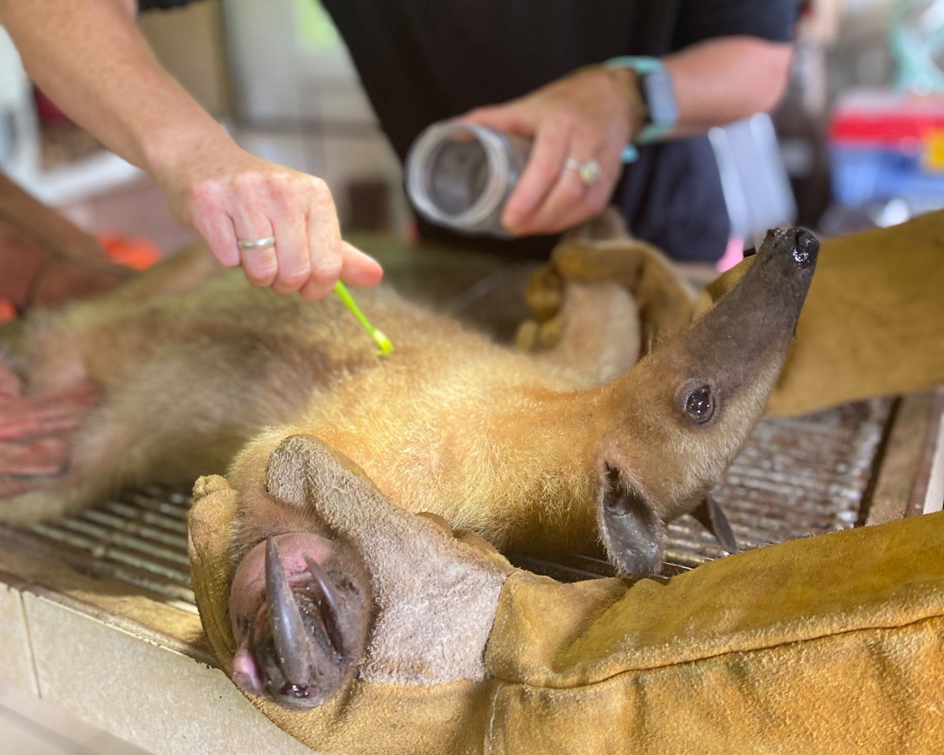 anteater health check