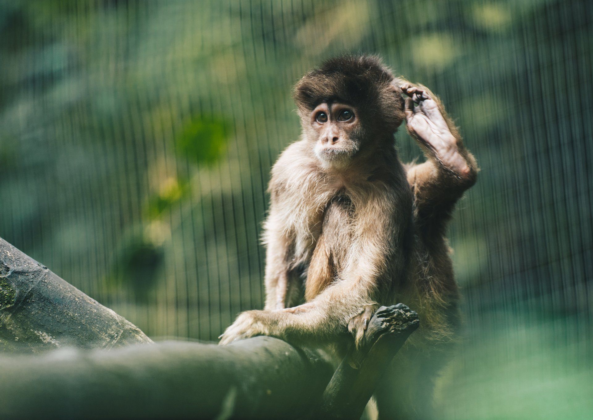 Capuchin monkey rehab