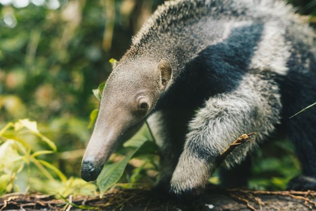 T-Pose Anteater Tamandua T Pose 😱 #wildlife 