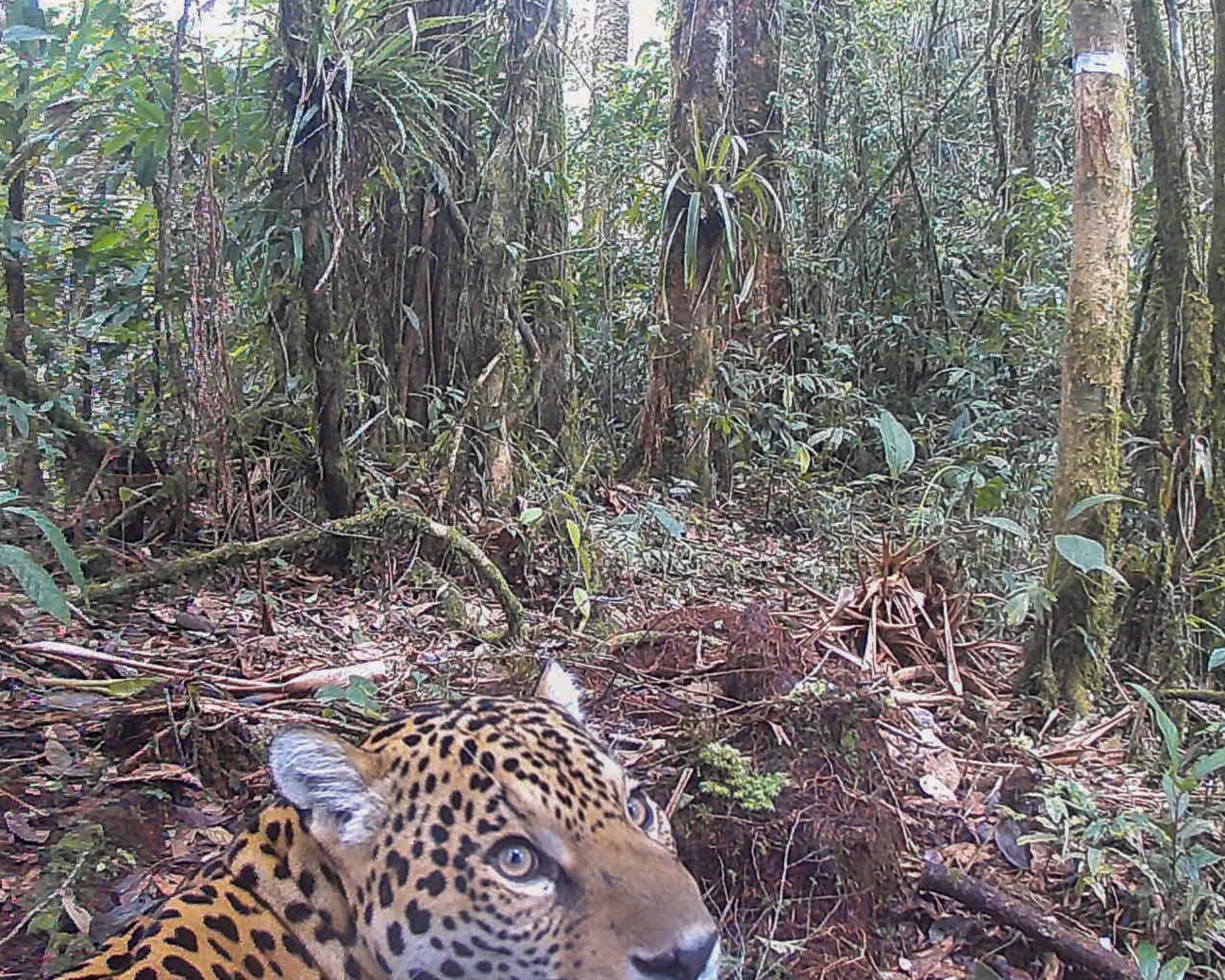 jaguar on trap camera ecuador