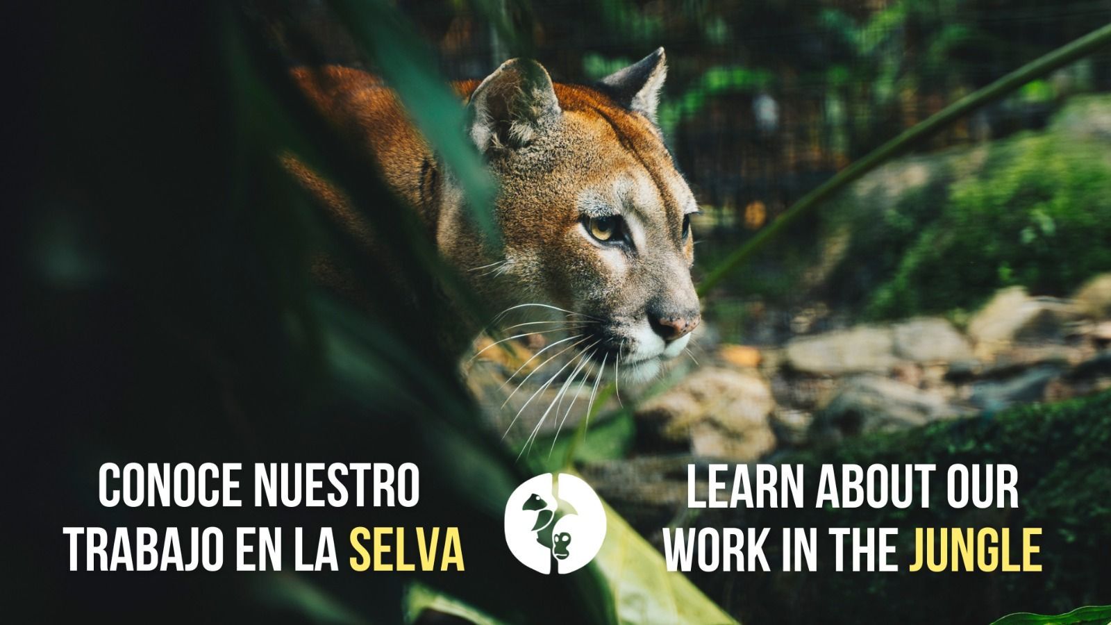 Merazonia team caring for rescued Amazon wildlife in their rainforest sanctuary, featured on nationa