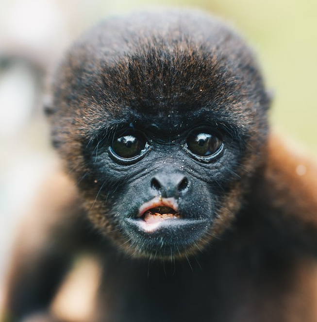 baby capuchin monkey happy