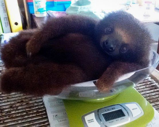 sloth weighing