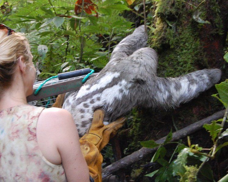 sloth release