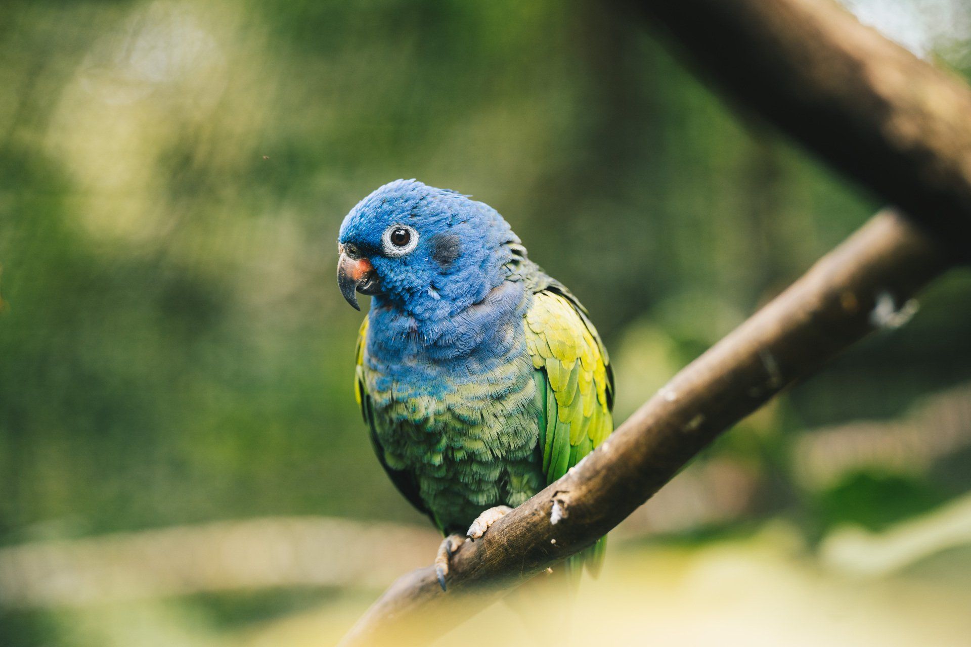 Blue headed parrot