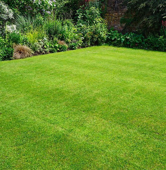 A lush green lawn in a garden with a brick wall in the background.