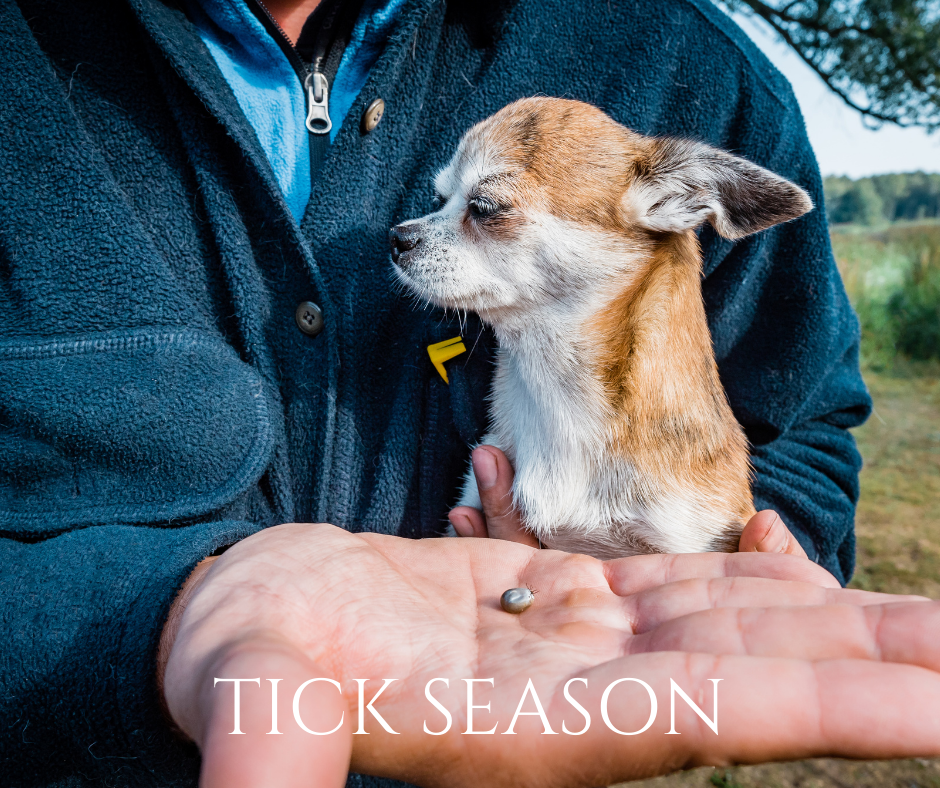 A person is holding a small dog and holding a tick in their hand.