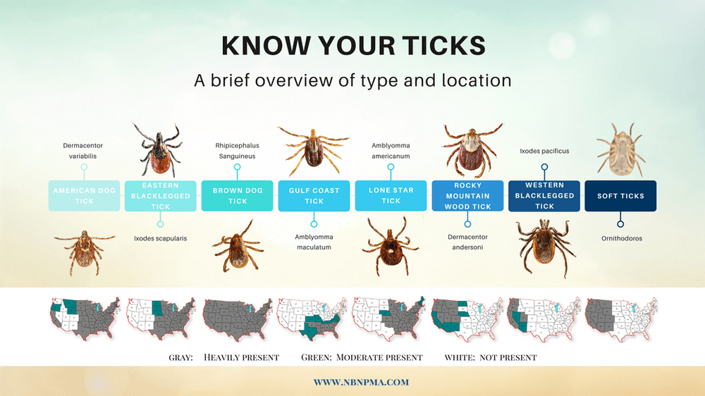 A brief overview of type and location of ticks