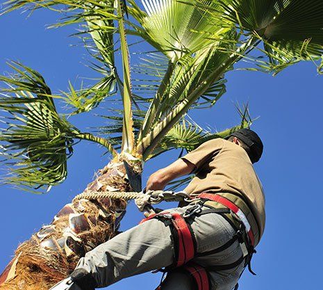 Palm Trimming — Man Trimming Palm Tree in Las Vegas, NV