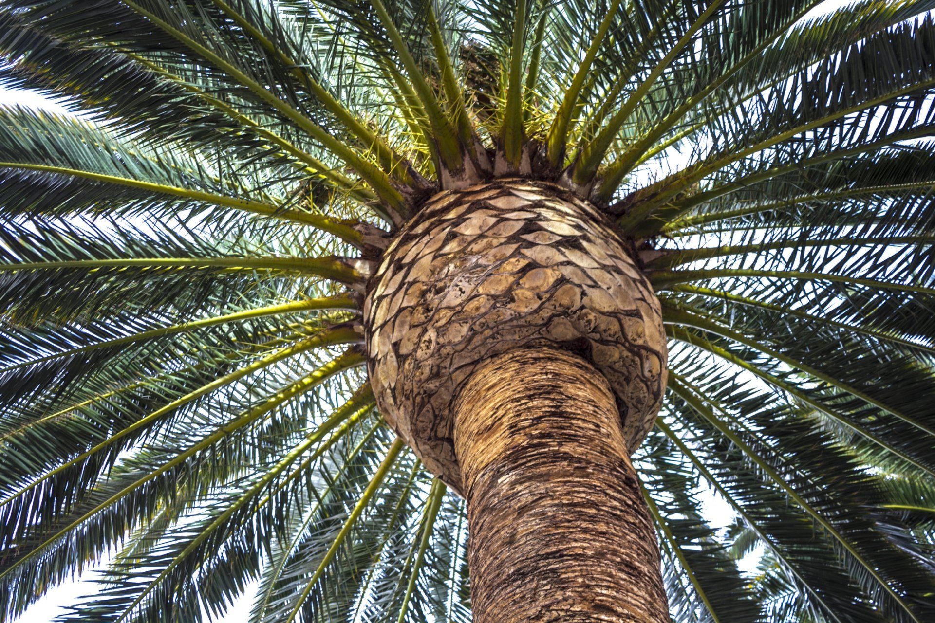 Palm Tree Las Vegas