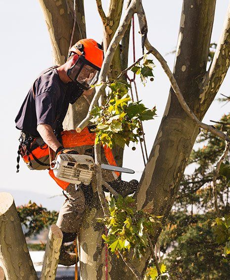 Tree Removal — Man Cutting Trees in Las Vegas, NV