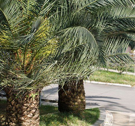Tree Pruning — Canary Palm Trees in Las Vegas, NV