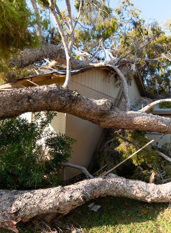 Stump Grinding Las Vegas, NV