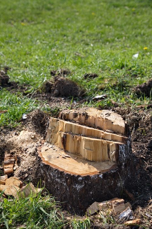 Stump Grinding Las Vegas, NV