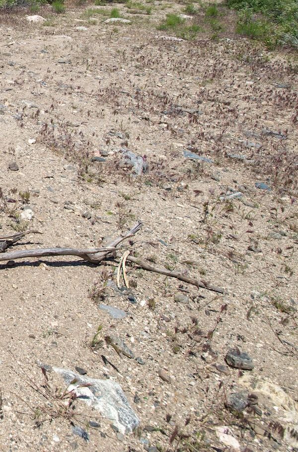 Stump Grinding Las Vegas, NV