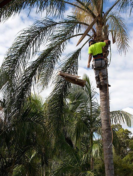Palm Tree Trimming — Man Pruning the Palm Tree in Las Vegas, NV