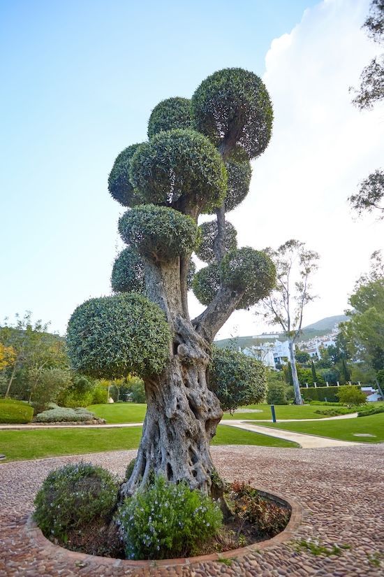 Tree Shaping in Las Vegas, NV