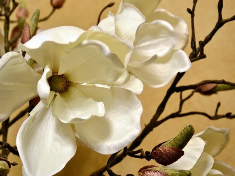 White magnolia blossoms with brown branches against a yellow background.