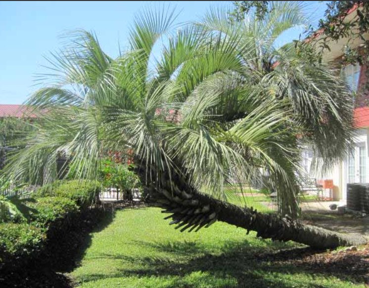 A palm tree that has fallen over in front of a house