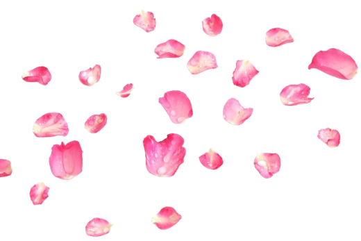 Petali di rosa rosa che cadono su uno sfondo bianco