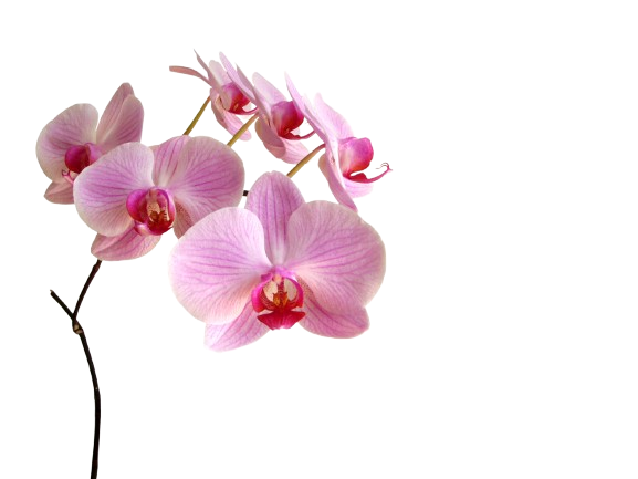 Un mazzo di orchidee rosa su uno sfondo bianco