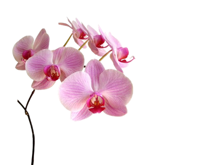 Un mazzo di orchidee rosa su uno sfondo bianco